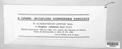 Curvularia lunata image